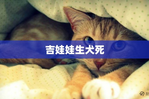 吉娃娃生犬死